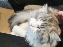 -猫腻·猫咖·撸猫馆(星光大道店)