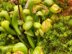 -昆明植物园
