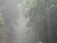 -缙云山景区