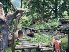 -都江堰中华大熊猫苑