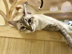 -猫和宫(六道口店)