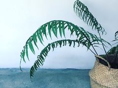 -MIMI FASO(古仓店)