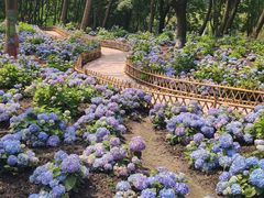 -上海共青森林公园