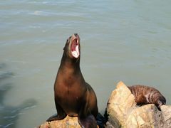 -西霞口神雕山野生动物世界