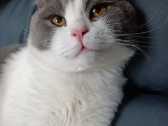 -肥小宝·金牌油焖大虾(襄阳龙虾地标店)