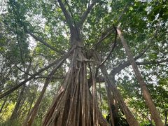 -中国科学院西双版纳热带植物园