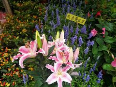 -桂林市花鸟市场