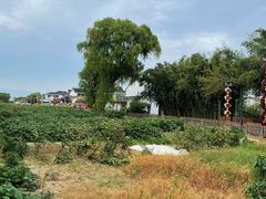 -莲花岛景区
