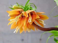 -花邻FloweringLife花艺气球派对(武康大楼店)