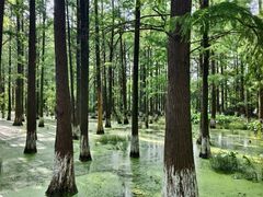 -艾溪湖湿地公园