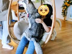 -Husky Go! 哈士奇体验馆·宠物咖啡厅狗咖