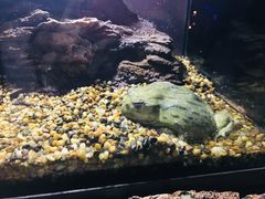 -暹罗海洋世界