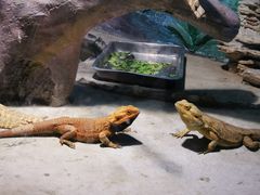 -石家庄市动物园