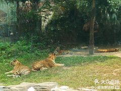-深圳野生动物园