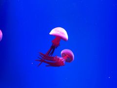 -芜湖新华联大白鲸海洋公园