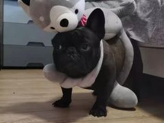 -萌宠之家·腊肠犬·马尔泰·小体犬舍