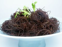 海草-阳光码头海鲜火锅(玉立路店)