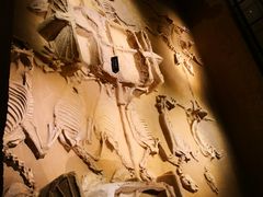 -洛阳周王城天子驾六博物馆