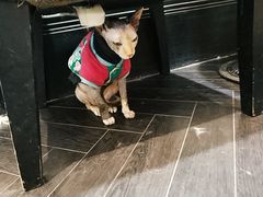 -猫色咖啡·猫咖