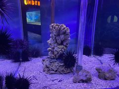 -太平洋海底世界