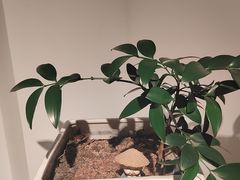 -城南花开咖啡(稻花村店)