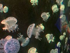 -欢乐海岸海洋奇梦馆