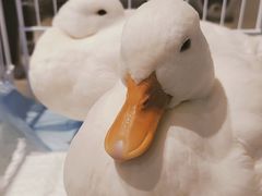 -怪兽屋·羊驼·猫咖·狗咖(俊华广场店)