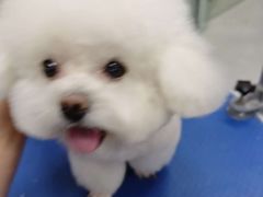 -心仪动物医院·牙专科·肿瘤·心脏科(西客站院)