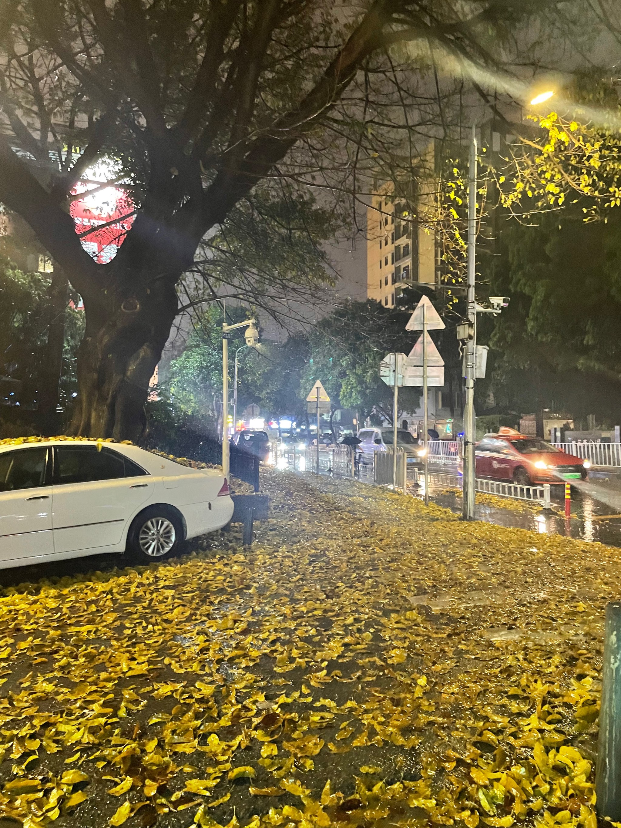 一阵暴雨树叶都掉光了