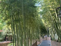 -陈家山荷花公园