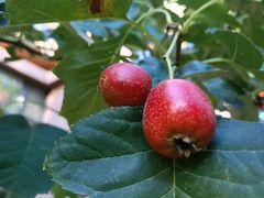 -中粮万科长阳半岛