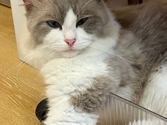 -猫咪派对(江南西店)