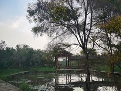 -大湾区中央湿地公园