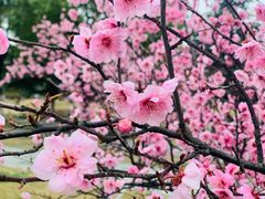 -白塘生态植物园
