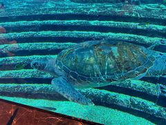-亚特兰蒂斯•OSSIANO奥西亚诺海底餐厅