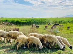 -敕勒川草原文化旅游区