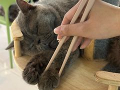 -平行世界·猫咖(首经贸店)