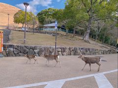 -奈良公园