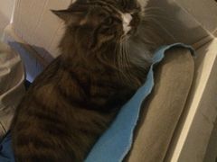 Anne猫窝咖啡屋-Anne猫窝咖啡屋