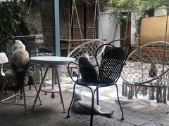 -喵屿·大理花园猫咖