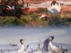 -中国湿地博物馆