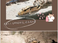 -上海大自然野生昆虫馆(东方明珠·爬宠昆虫探索中心)