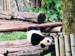 -都江堰中华大熊猫苑