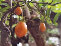 -Peet's Coffee皮爷咖啡(豫园店)