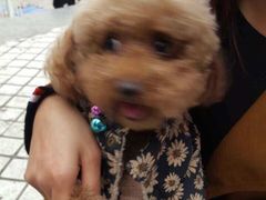 -荣耀金沙动物医院(清江西路店)