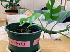 -Rabbit Cafe私房西餐甜点咖啡(栖霞路店)