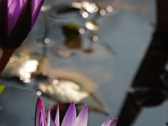 -东莞植物园