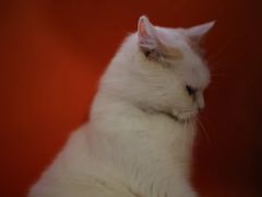 -平行世界·猫咖(首经贸店)