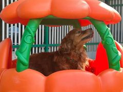 -宠爱多约克夏马尔济斯泰迪小型犬专卖