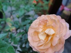 -馬蘭花開(车站大道店)